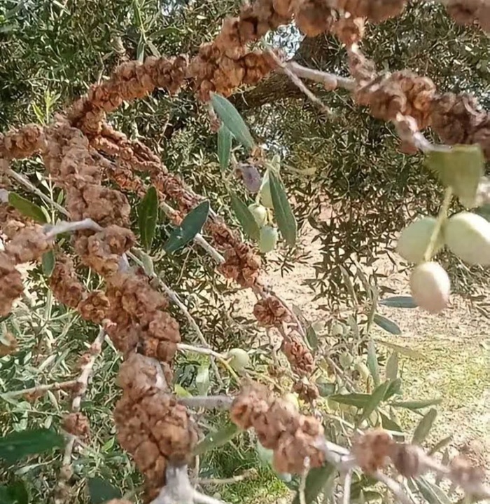 مصدر مسؤول يؤكد سلامة غابات الزيتون بسوسة من مرض سل الزيتون 